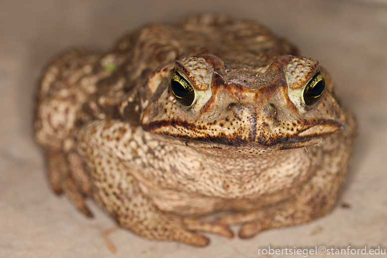 toad